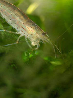 Yamato karides java moss üzerinde 