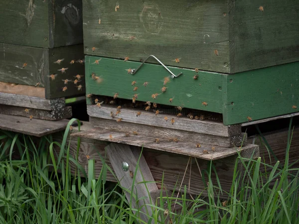 Trou de vol d'une ruche avec des abeilles ouvrières volantes — Photo