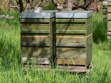 Bir çayırda iki arı kovanı görülebilir..