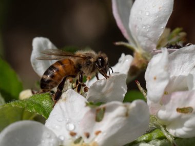 Bal arısı beyaz kiraz çiçeklerinden nektar toplar.