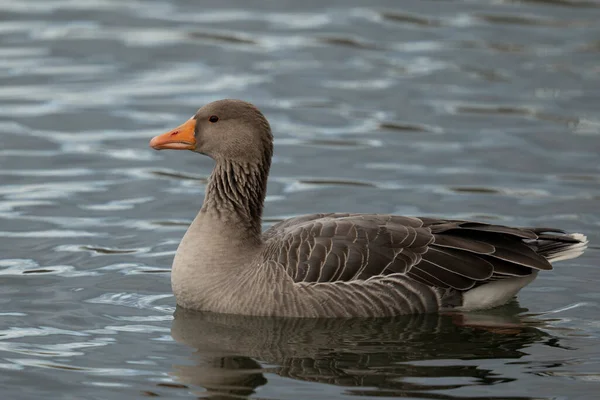 Greylag goose , Anser anser, swims on a lake — Stock Photo, Image