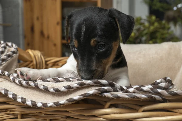 Шестинедельный Джек Рассел Терьер щенок сидит в плетеной корзине — стоковое фото