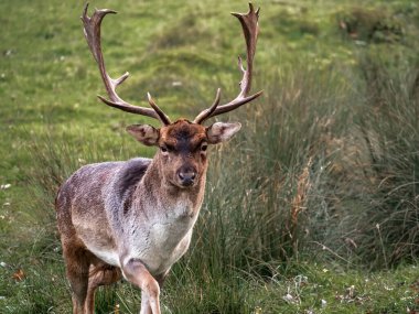  Ormandaki bir geyiğin portresi.