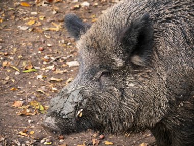 Sonbaharda bir yaban domuzu portresi