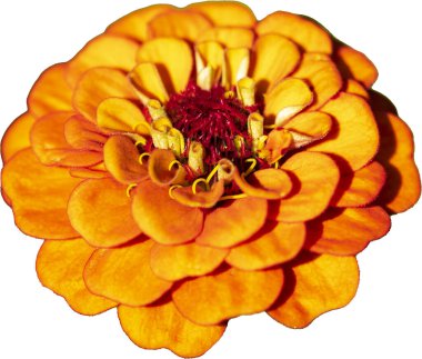 Zinnia çiçekleri, renkli portakal çiçekleri 