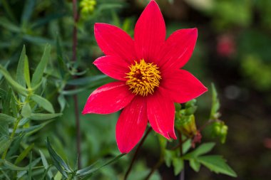 Güzel, kırmızı yıldız çiçeği yeşil arka planda kanıyor.
