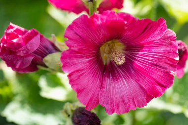 Muhteşem kırmızı gülhatmi çiçekleri, yakın plan