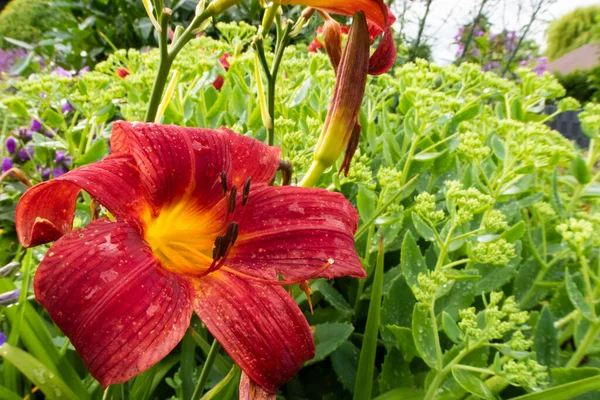 Flor de lírio vermelho com sedum no fundo — Fotografia de Stock