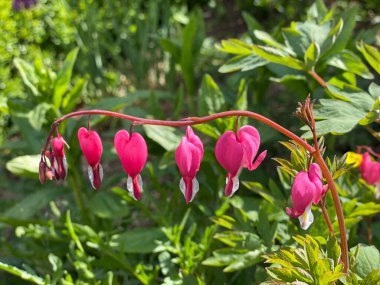 Asyalı kanayan kalp, yeşil arka planda çeşitli çiçekleri olan bir dal.
