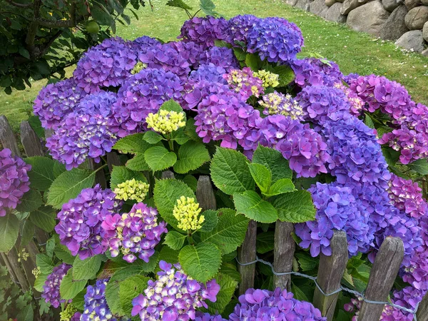 Schöner, blühender blauer, lila Hortensienstrauch — Stockfoto