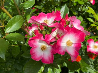 Güneşli bir günde bir Bukavu 'nun yükselişi