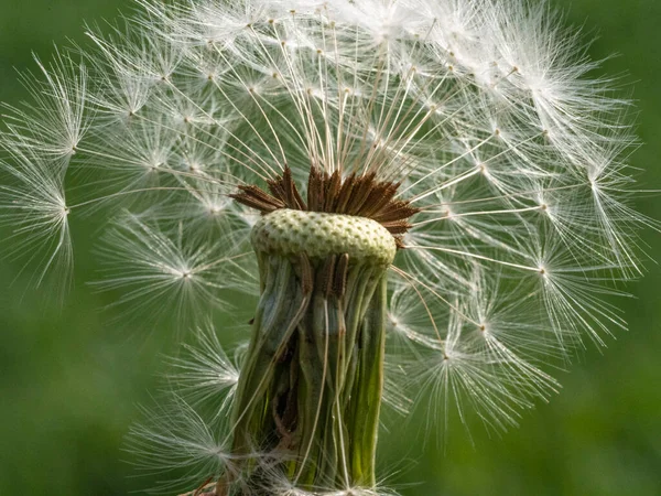 Макрофотография семян одуванчика на зеленом фоне — стоковое фото