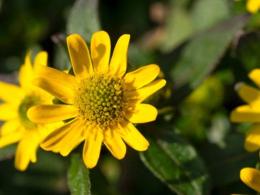 Sanvitalia 'nın birkaç sarı çiçeğinden makro çekim