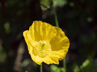 Güzel, parlak sarı gelincik çiçekleri koyu bir arkaplanda