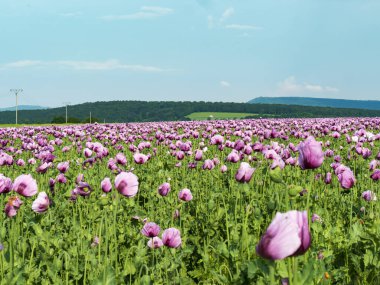 Gül tarlası manzarası mısır haşhaşı