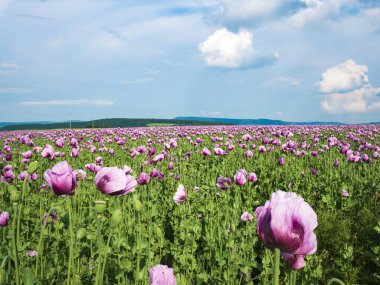 Gül tarlası manzarası mısır haşhaşı