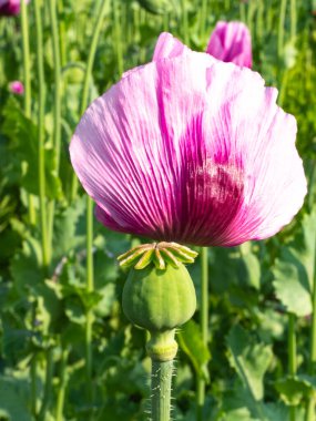 Haşhaş tohumu kapsüllü pembe bir gelincik çiçeğine yaklaş.