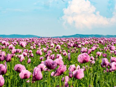 Gül tarlası manzarası mısır haşhaşı