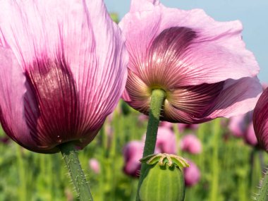 Arkadaki iki pembe gelincik çiçeğinin yakınında bir gül gelinciği tarlası var.
