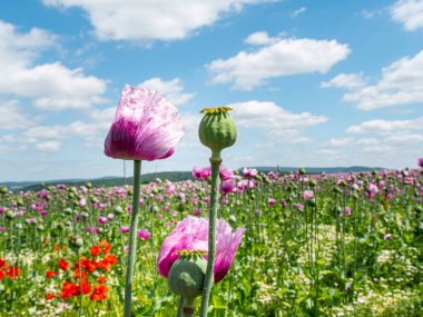 İki çiçekli ve ön planda bir kapsül bulunan gül mısır haşhaşı tarlası manzarası.