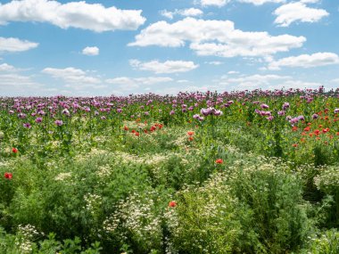 Haşhaş tarlasında haşhaş saçan böcek gibi yabani çiçek ve otlardan oluşan bir şerit