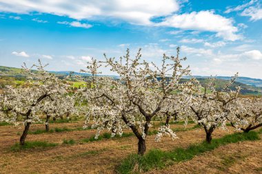 Güzel manzaralı, düşük saplı, beyaz çiçek açan kiraz tarlası manzarası
