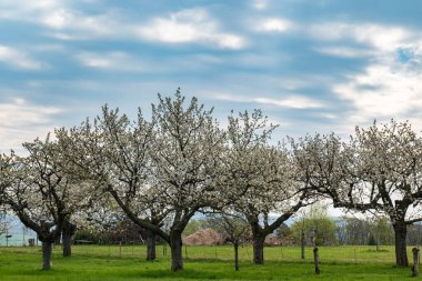 Bir çayırın üzerinde birkaç yaşlı, beyaz kiraz ağacı.