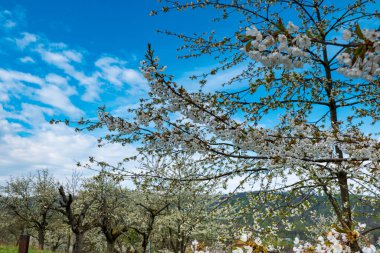 Beyaz bir kiraz ağacı, arka planda bir kiraz fidanı.