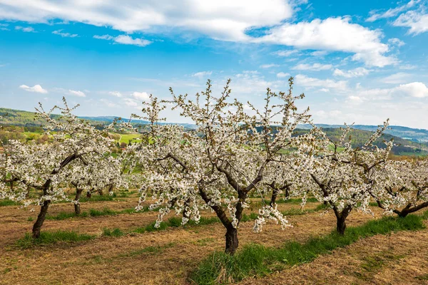 Güzel manzaralı, düşük saplı, beyaz çiçek açan kiraz tarlası manzarası