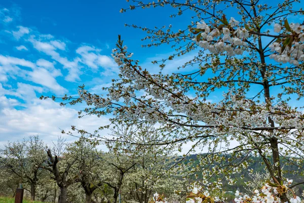 Beyaz bir kiraz ağacı, arka planda bir kiraz fidanı.