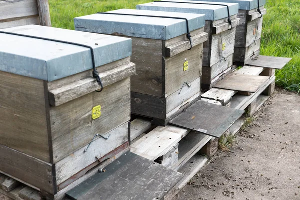 Diversi alveari con api morte, mortalità delle api in primavera — Foto Stock