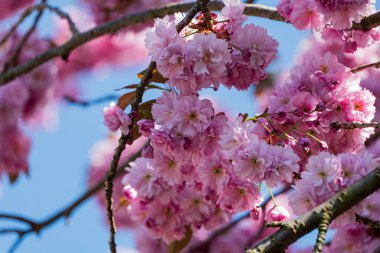 Close-up of the branch of a pink blooming Japanese blooming cherry 
