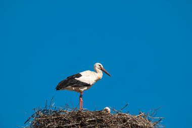  Bulutsuz, mavi gökyüzüne karşı yuvadaki beyaz leylek, boşluğu kopyala