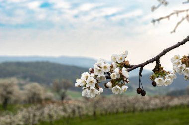 Beyaz çiçek açan kiraz dalına yakın plan, arka planda bir çiftlik.