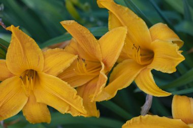 Sarı bir zambağın birkaç güzel çiçeği