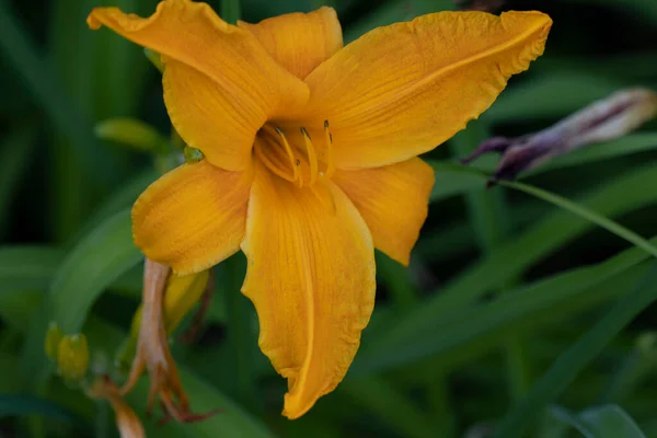 Beautiful flower of a yellow daylily — Fotografia de Stock