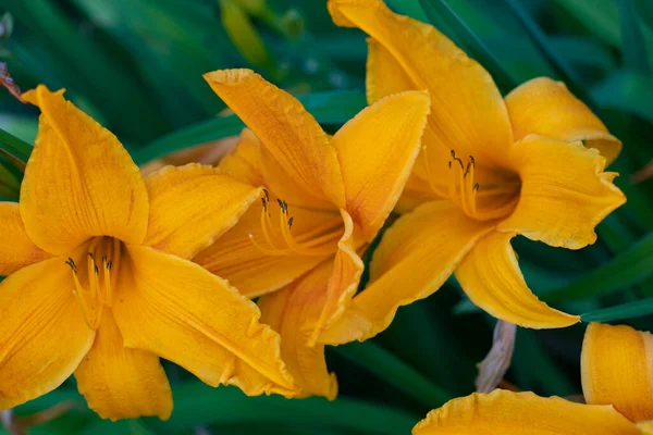 Sarı bir zambağın birkaç güzel çiçeği