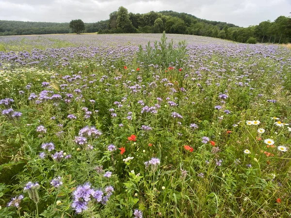Yeşil gübre ve böcek koruması için Phazelie alanı
