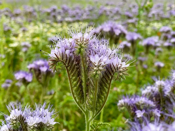 携帯電話のフィールドの前で、ファセリアの花のクローズアップ — ストック写真