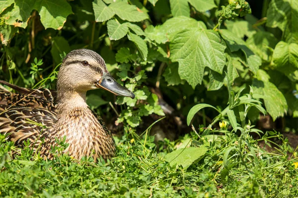 Portrait Female Mallard Lying Grass Dense Leaves Background More Pictures — Stock Photo, Image