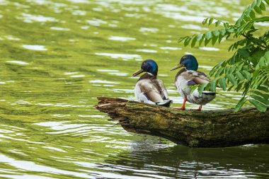 İki yaban ördeği Erpel göldeki bir ağaç gövdesine oturur. Koleksiyonumda daha çok ördek ve hayvan resmi var.