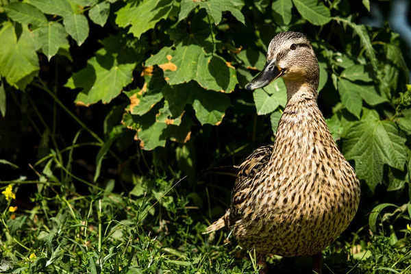 Portrait Female Mallard Standing Upright Front Green Leaves More Pictures — Stock Photo, Image