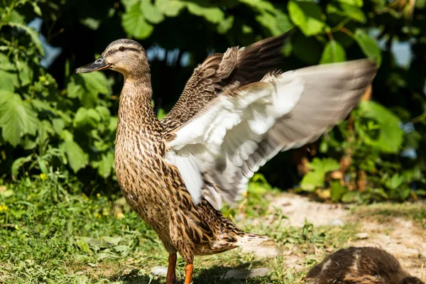 Portrait Standing Female Mallard Outstretched Sails More Photos Animals Nature — Stock Photo, Image