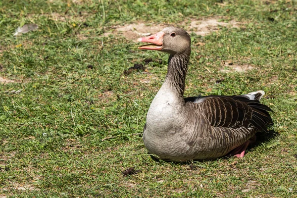 Close Grey Goose Lying Meadow Open Beak More Photos Animals — Stock Photo, Image