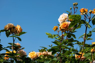 Bulutsuz, mavi gökyüzünün önünde birkaç turuncu gül mavisi. Uzayı kopyala Koleksiyonumda daha fazla bitki ve doğa fotoğrafı