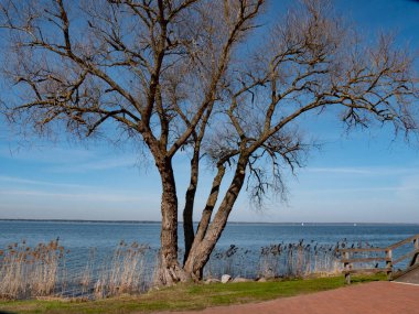 bare tree in autumn on the lakeshore, Steinhuder Meer. High quality photo