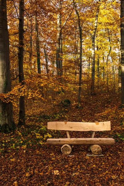 tranquil bench in a quiet autumn forest. High quality photo