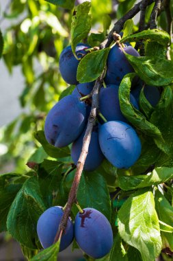 a branch full of several plums ready for harvest. High quality photo