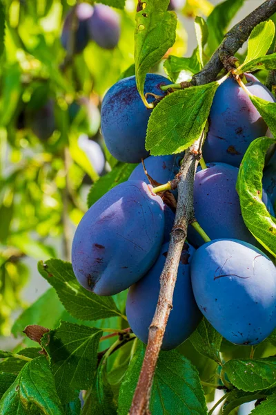 a branch full of several plums ready for harvest. High quality photo