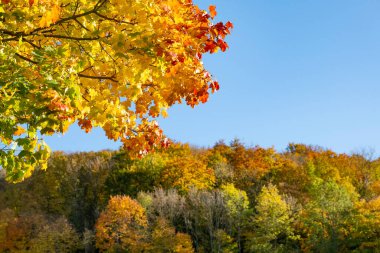Maple branch with red orange leaves in autumn in front of bright blue sky and forest with colorful leaves. Copy space. More autumn pictures in my collection